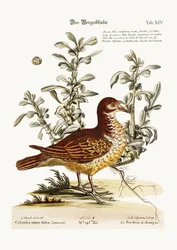 La pernice di montagna